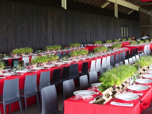 Bellini chairs lined up